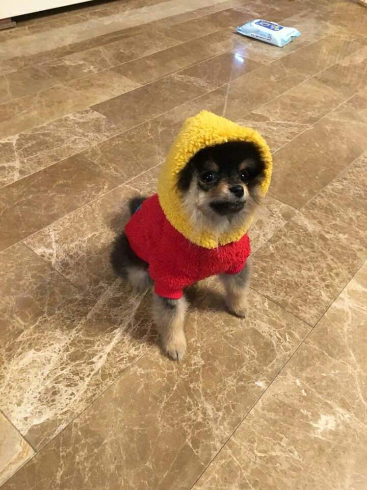 Yeontan doesnt live with V anymore because.... | ARMY's Amino