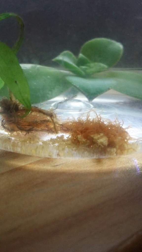 Detritus Worms | Wiki | Fishkeepers Amino Amino