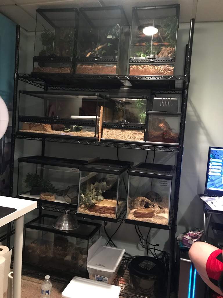 My reptile rack Reptiles Amino