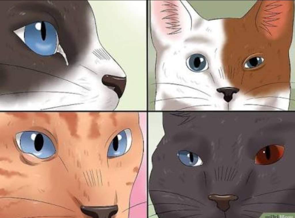 Conjuntivite Em Gatos Pets Amino Pt Br Amino