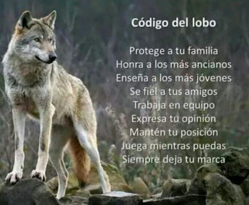 ▷Las razas de lobo mas conocidas◁ | Animales Rolplay Amino