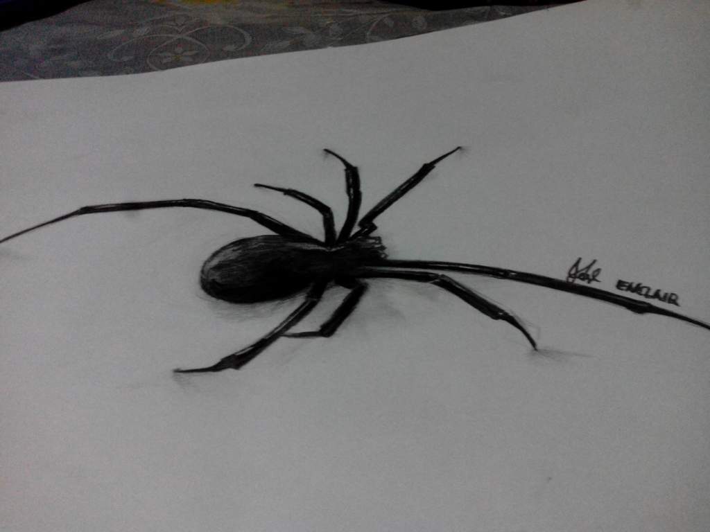 Realistic spider drawing | Over Thirty Artists Amino