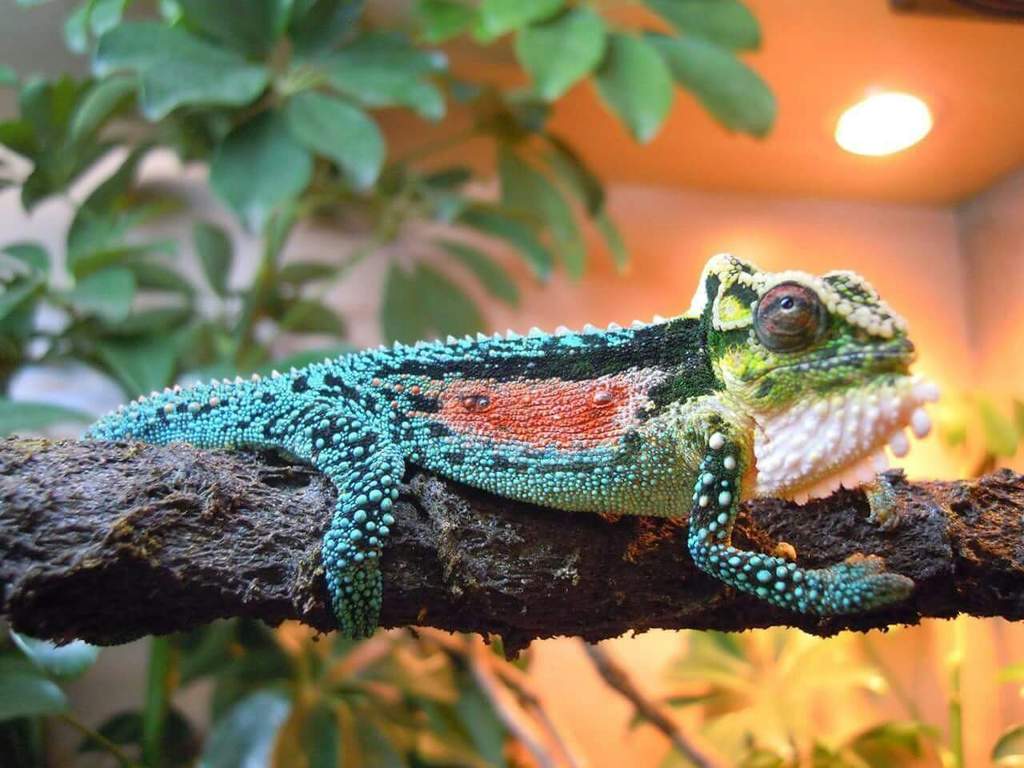 Natal Midlands Dwarf Chameleon care | Wiki | Reptiles Amino