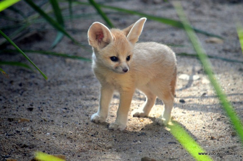 ㆁInformación y datos curiosos sobre el Fennec Fox • World Variety • Amino