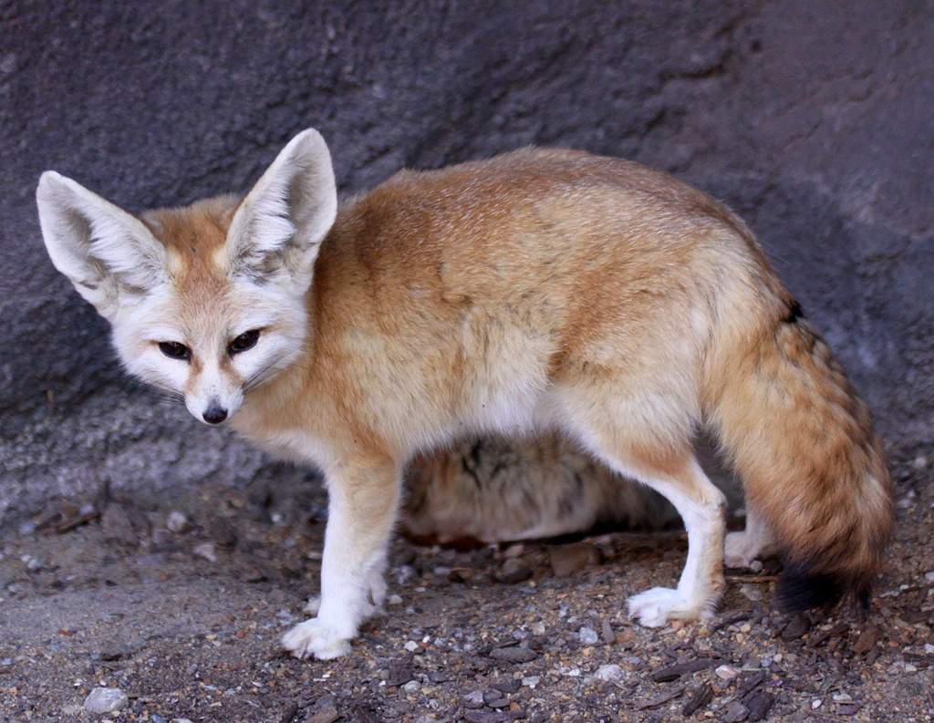 ㆁInformación y datos curiosos sobre el Fennec Fox | • World Variety • Amino