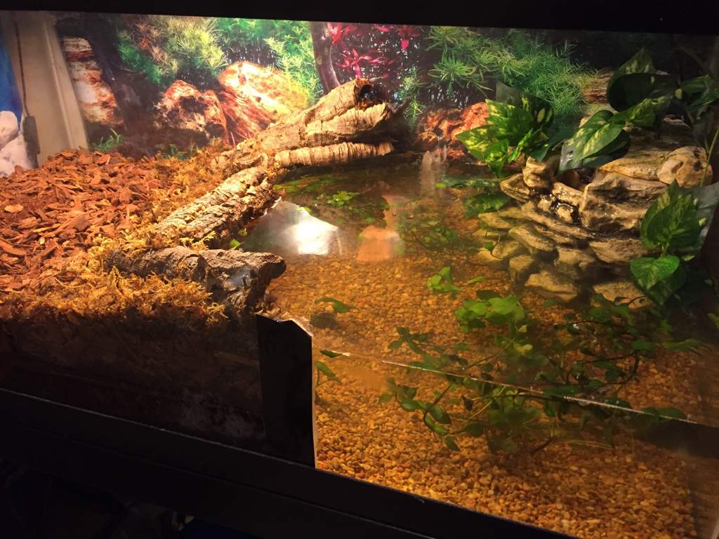 Water snake tank progress | Snake Amino Amino