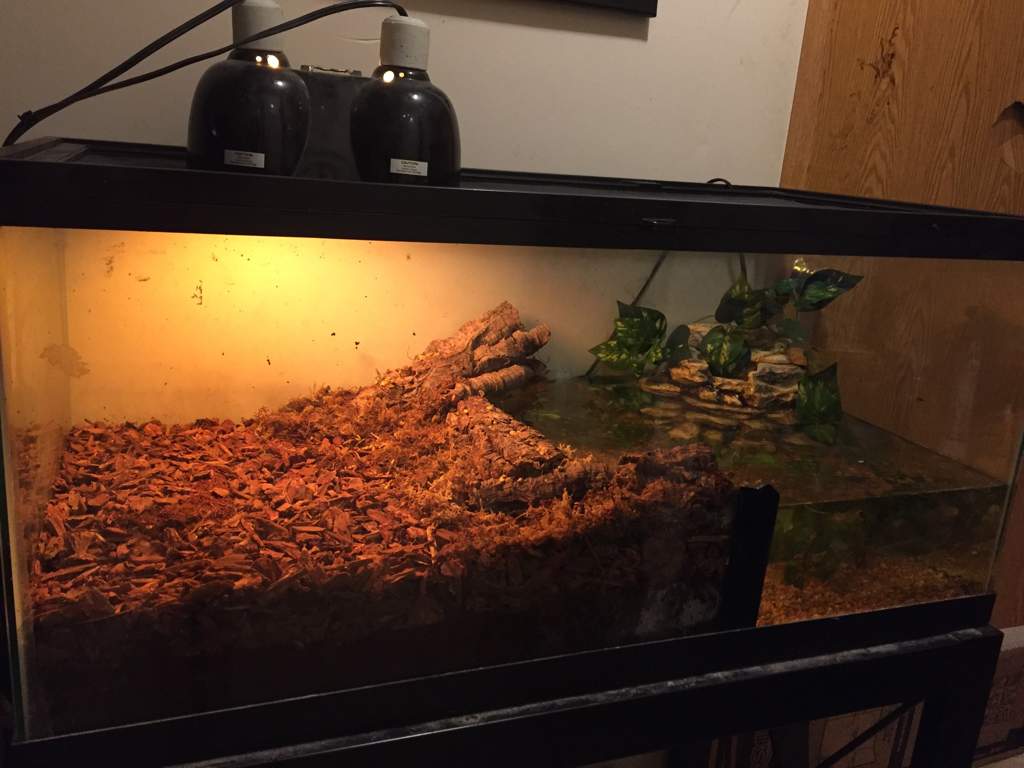 Water snake tank progress | Snake Amino Amino