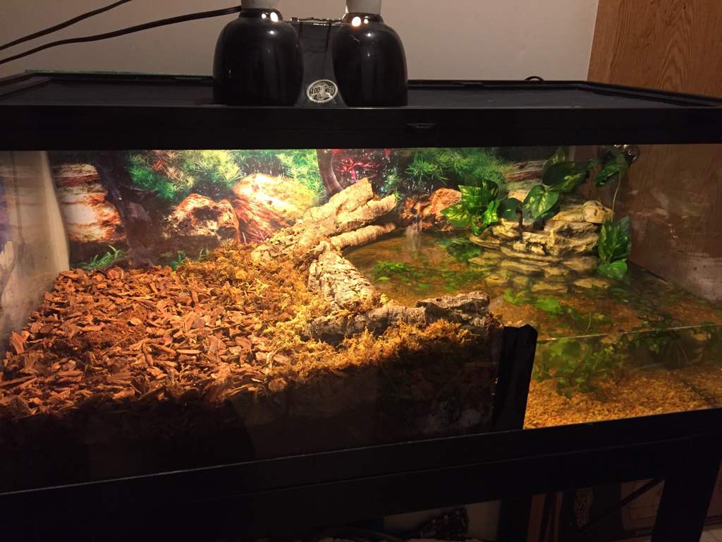 Water snake tank progress | Snake Amino Amino