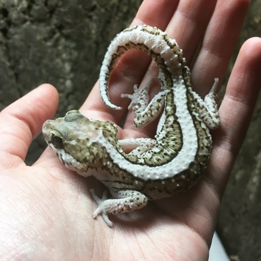 Pictus gecko, anery stripe | Reptiles Amino