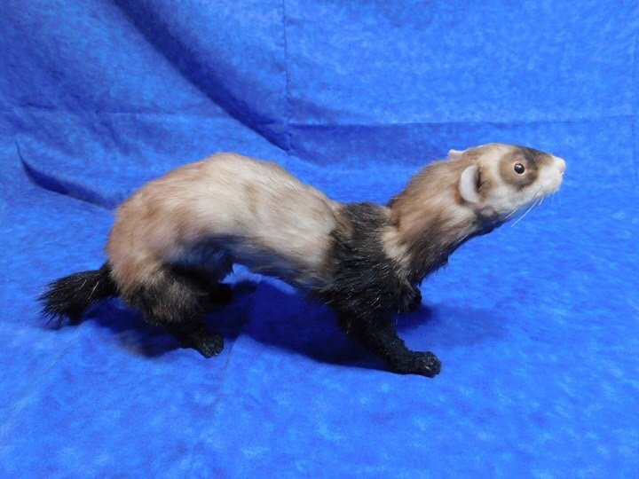 ferret art doll