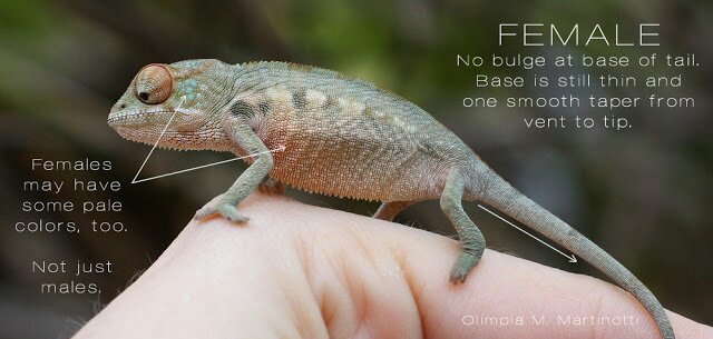 Panther Chameleon care | Wiki | Reptiles Amino