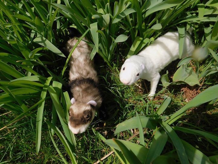 Ferret art doll tutorialish Furry Amino Ferret art doll tutorialish Furry Amino