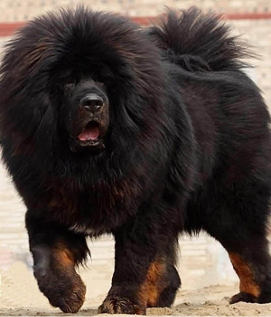Злые породы собак тибетский мастиф