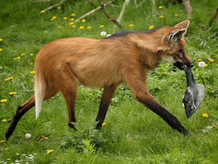 Maned Wolf ⌑ 💫 Animal Amino🐾 Amino