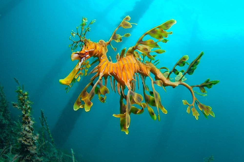 Fun Facts about the Leafy Sea Dragon | Wild Animals! Amino