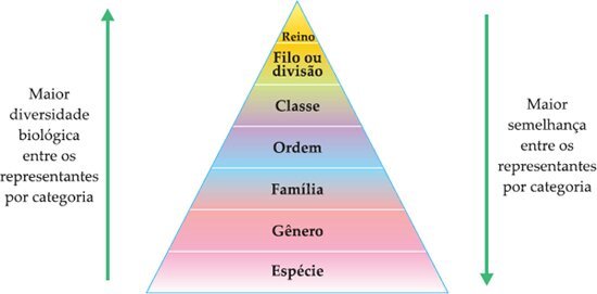 Resultado de imagem para CLASSIFICAÇÃO BIOLOGICA