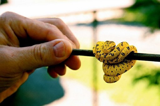 Green Tree Python Care Sheet | Wiki | Reptiles Amino