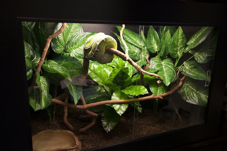 Green Tree Python Care Sheet | Wiki | Reptiles Amino