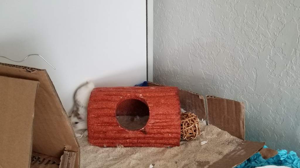 Beach Theme Cage Hamsters Amino