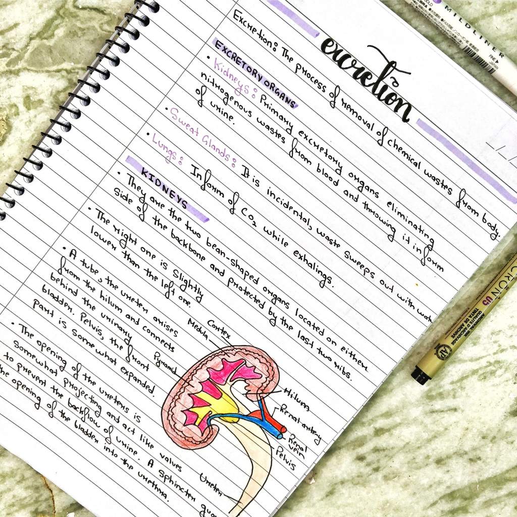 biology-notes-studying-amino-amino