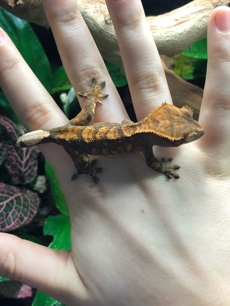 What Morph? | Reptiles Amino