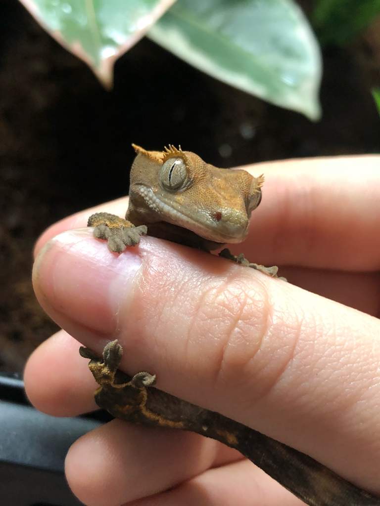 What Morph? | Reptiles Amino