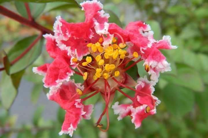 Reimu Flower