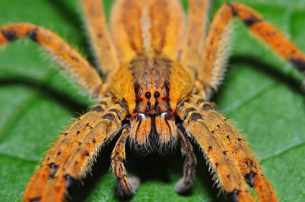 brazilian wandering spider live