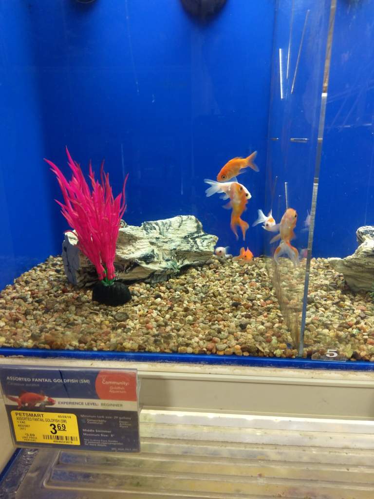 PetSmart is breaking my heart | Goldfish Keepers Amino