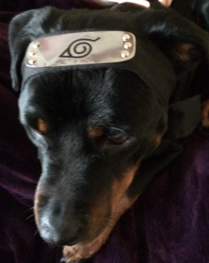 Naruto Dog - Naruto Akatsuki