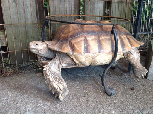 How To Treat Ri In Tortoises Wiki Reptiles Amino