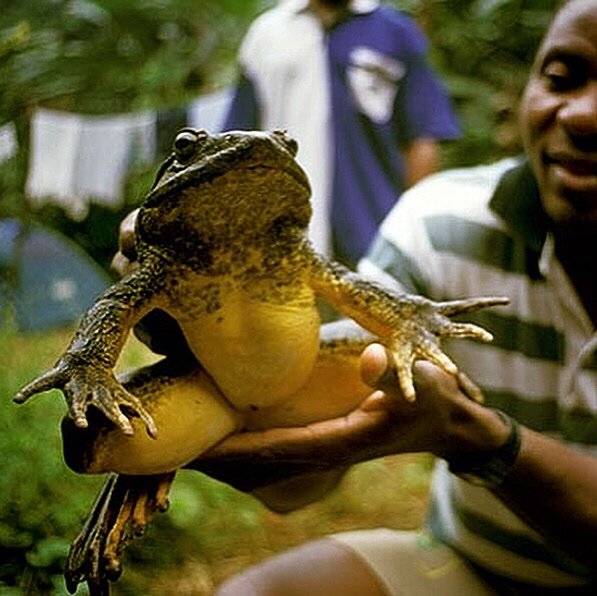 The Goliath! Biggest of them all! | Reptiles Amino