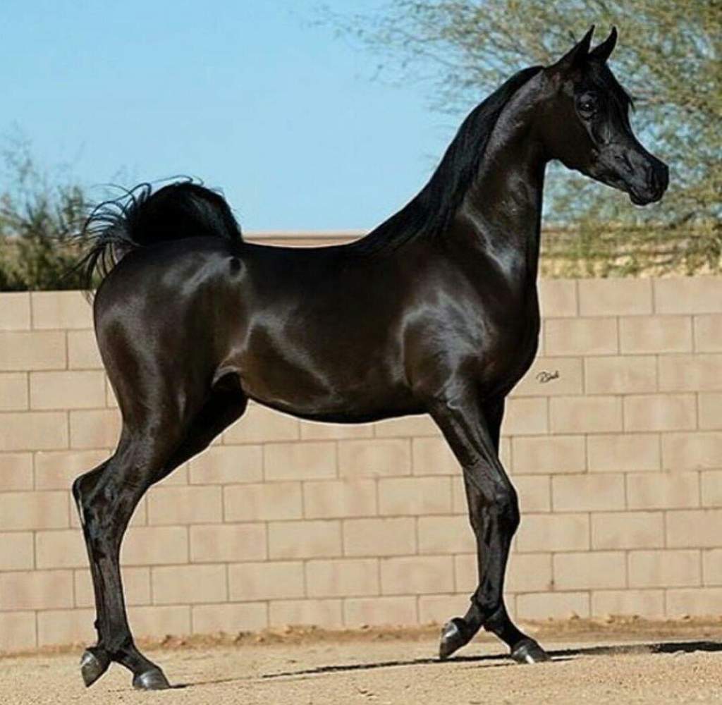 Арабский конь черный
