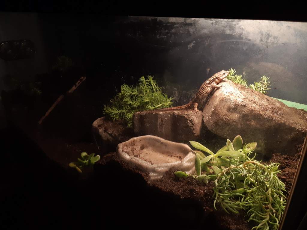 armadillo lizard setup