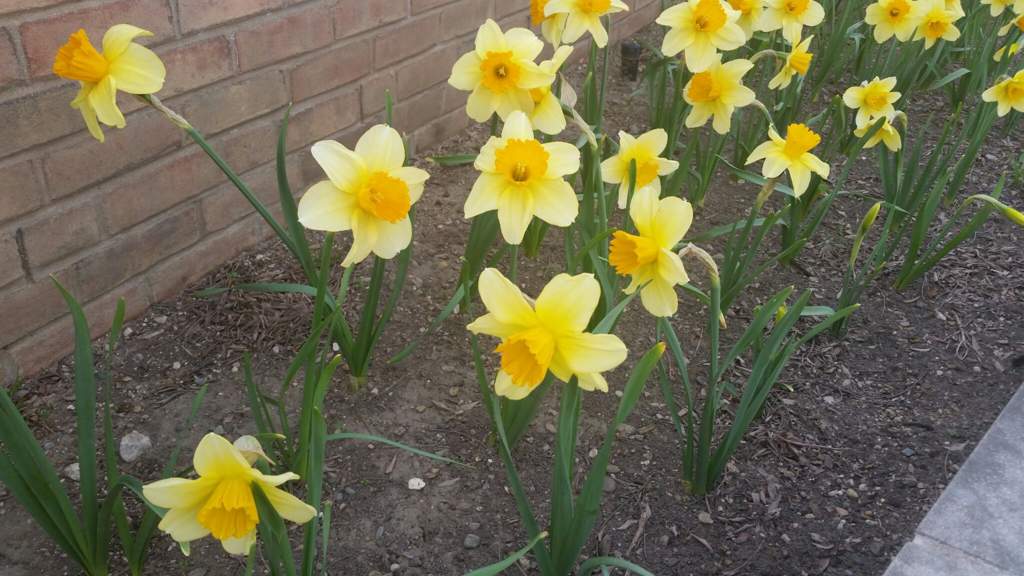 tolielip in real life paper mario amino paper mario flower fields