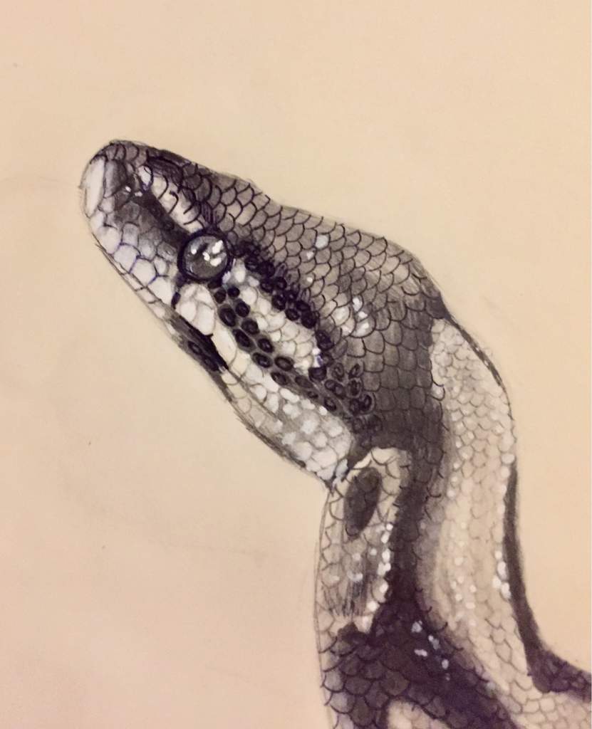 Ball python drawing Snake Amino Amino