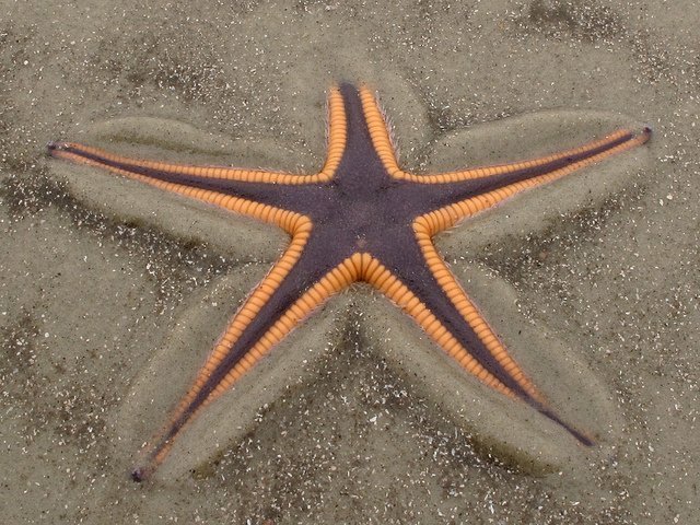 fun-facts-about-the-royal-starfish-wild-animals-amino