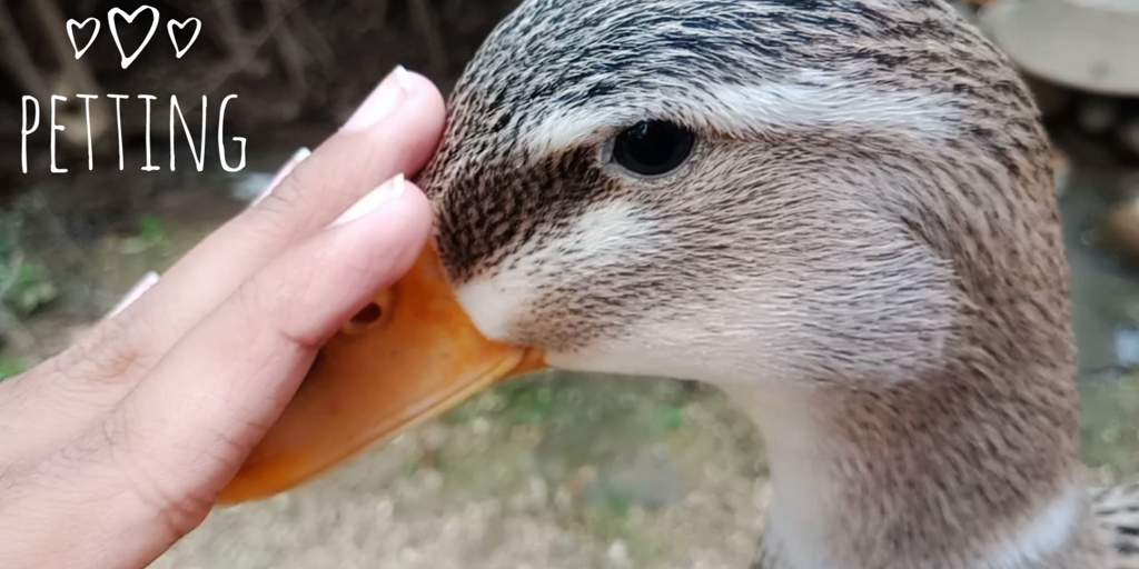 How To Pet Your Duck ♡ | Pets Amino
