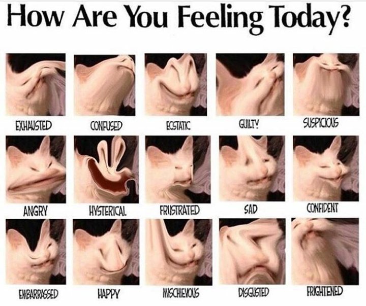 How Are You Feeling Today Dank Memes Amino