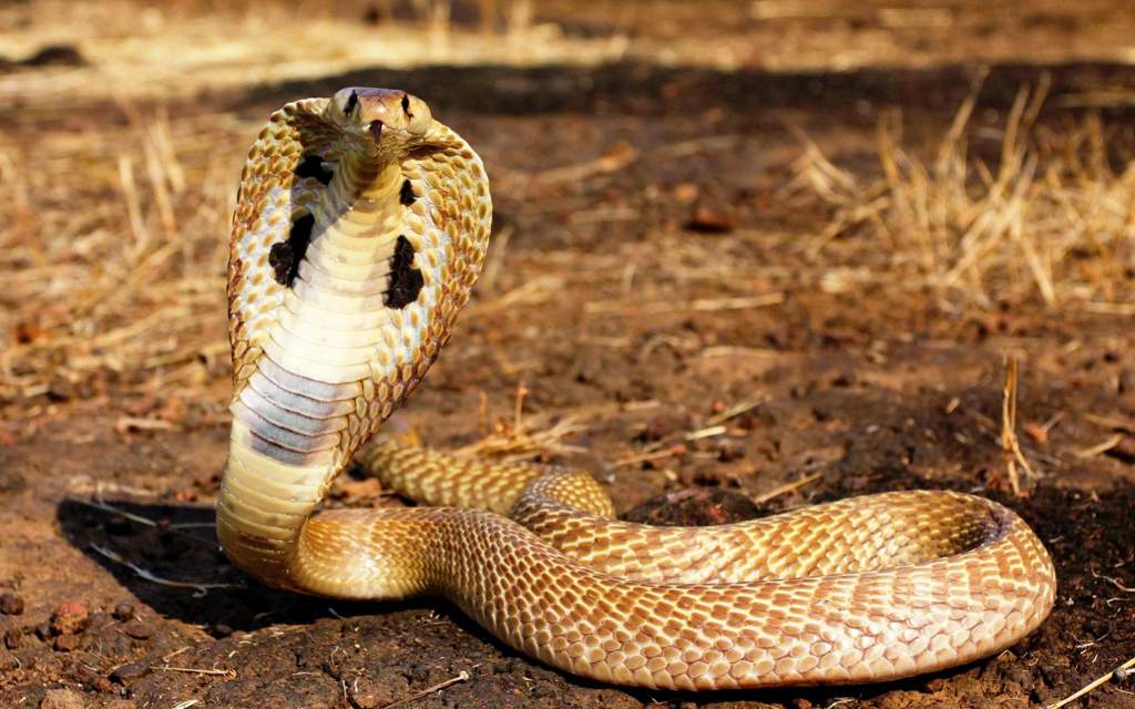 Fun Facts about the Indian Cobra | Wild Animals! Amino