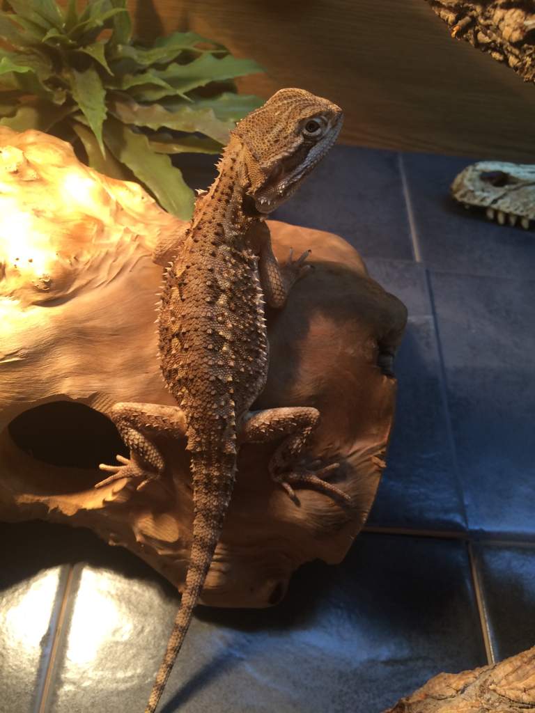 Rankins Dragon Care Guide | Wiki | Reptiles Amino