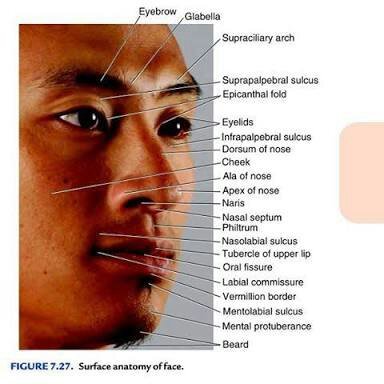 ANATOMY | Subliminal Users Amino