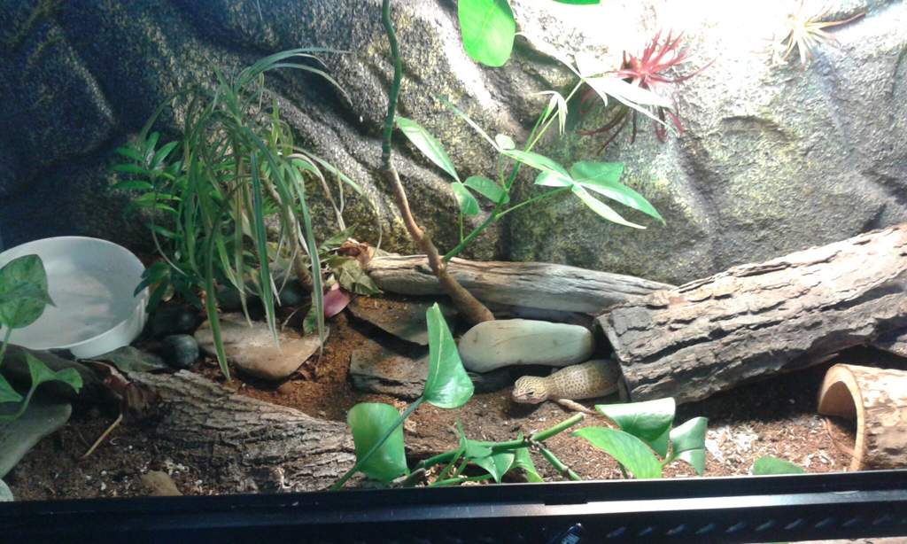 Bioactive leopard geckos setup | Reptiles Amino