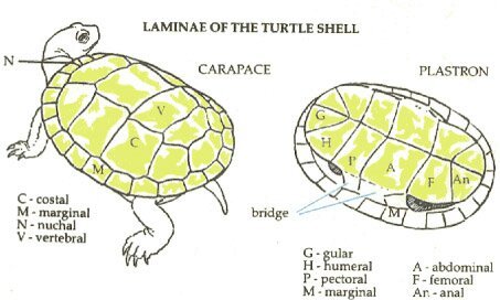 Red eared slider care sheet | Wiki | Reptiles Amino