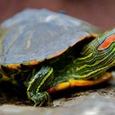 Red eared slider care sheet | Wiki | Reptiles Amino