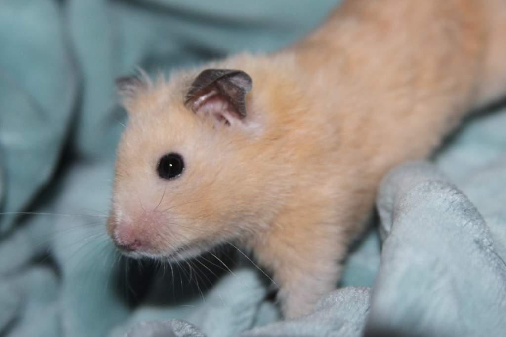 Will Hamsters Chew Through Wood at Alicia Gonzalez blog