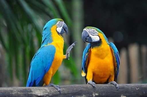 Fun Facts about the Blue-and-Yellow Macaw | Wild Animals! Amino