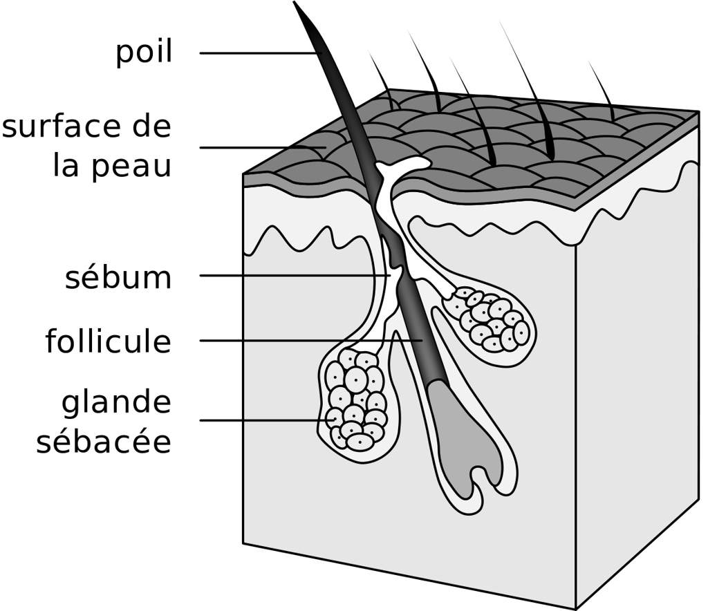 Structure du cheveu | wiki | cheveux amino