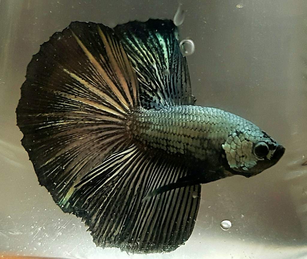 black copper betta