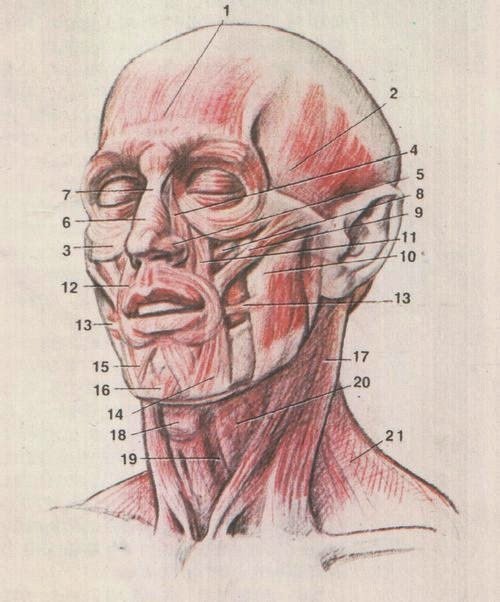 Рисунок анатомия мышцы головы